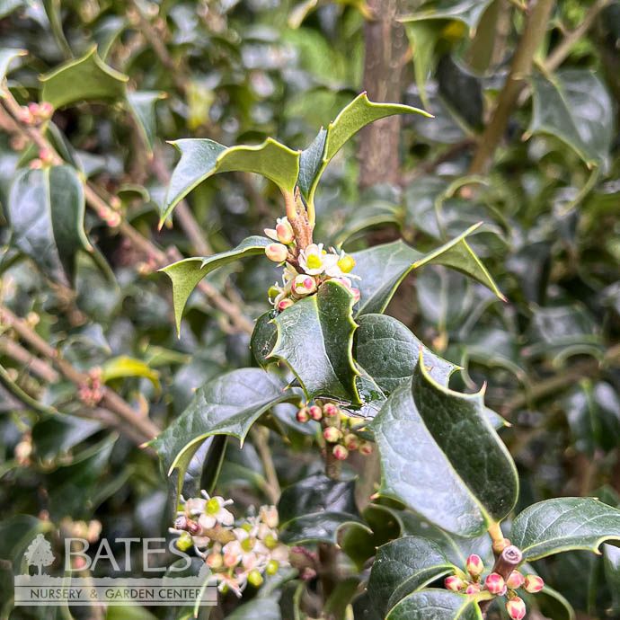 #15 Ilex x aquipernyi Dragon Lady/ Upright Holly (female)