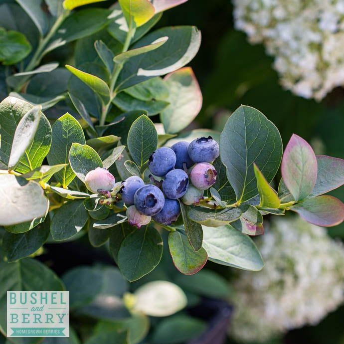 Edible #2 Vaccinium cory Bushel and Berry &#39;Silver Dollar&#39;/ Blueberry Native (TN)