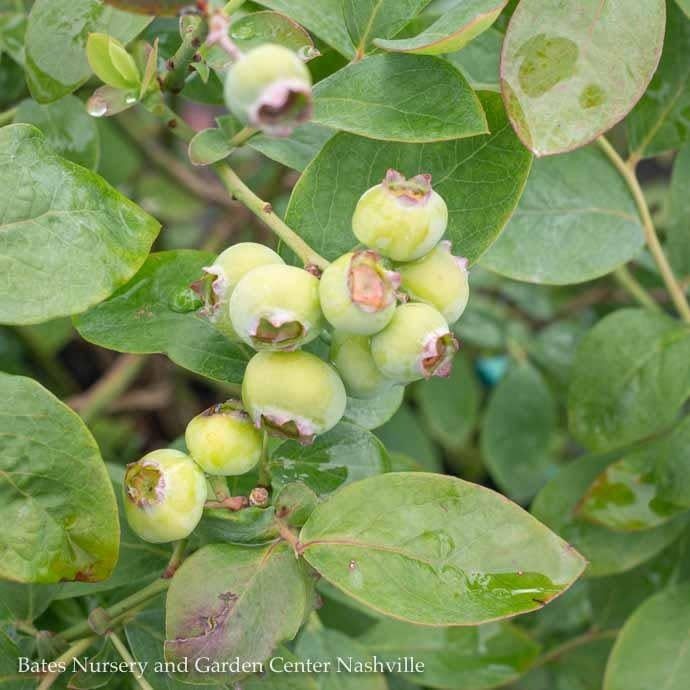 Edible #2 Vaccinium cory Bushel and Berry &#39;Silver Dollar&#39;/ Blueberry Native (TN)