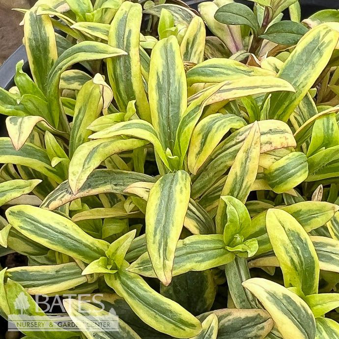 #1 Phlox div Blue Ribbons/ Variegated Woodlands Native (TN)