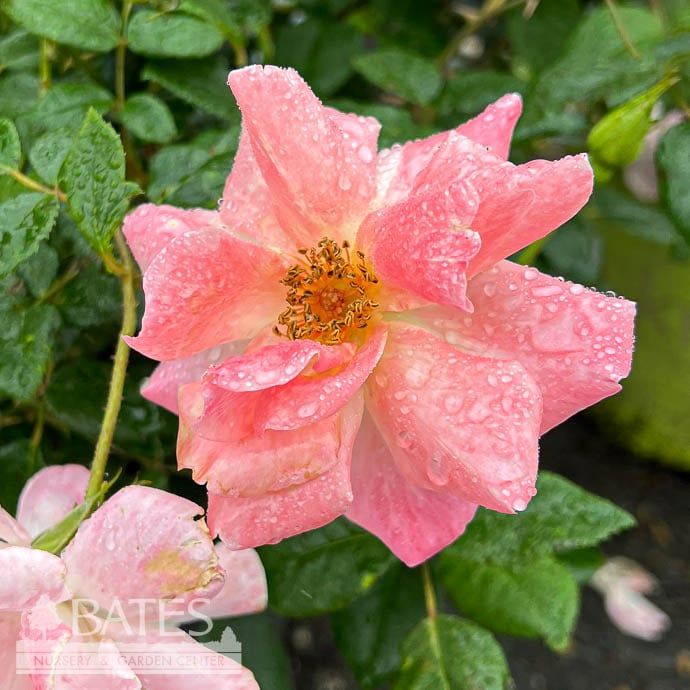 #3 Rosa Bright &amp; Shiny/ Apricot Floribunda Rose - No Warranty