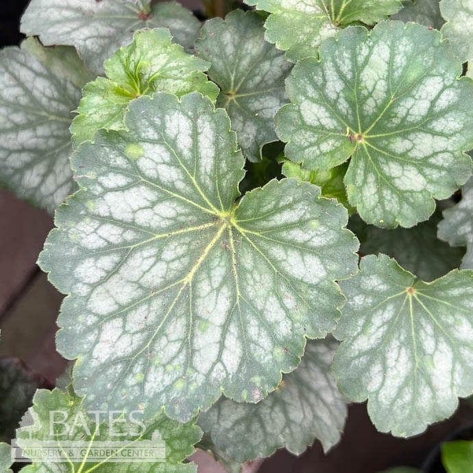 #1 Heuchera amer Dale&#39;s Strain/ Coral Bells Native (TN)