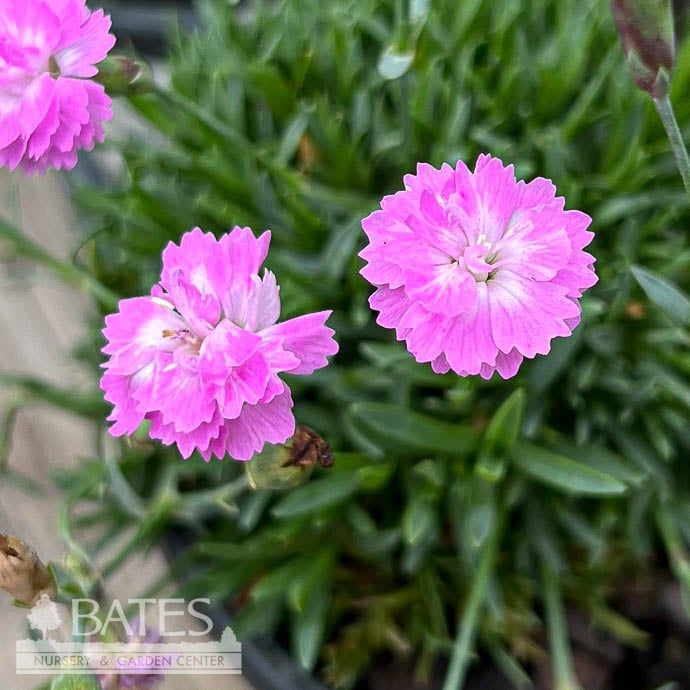 QP Dianthus Tiny Rubies/ Pink