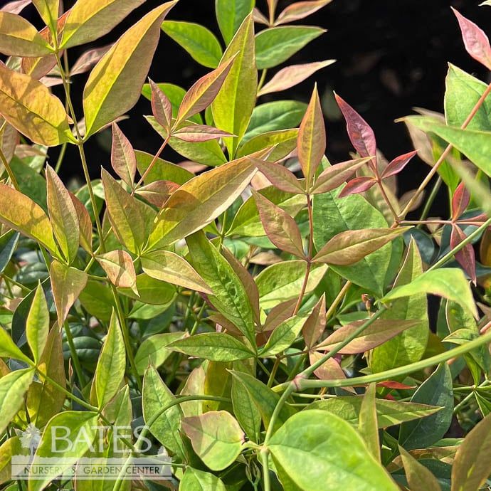 #3 Nandina dom Sunray/ Compact Heavenly Bamboo