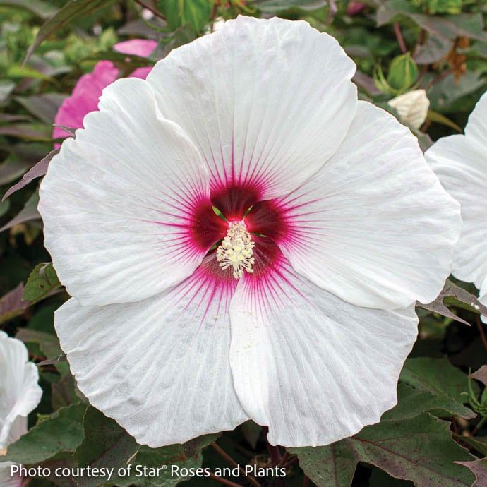 #3 Hibiscus mosc Head Over Heels &#39;Dream&#39;/ White with Red Eye Compact Hardy Native (TN)