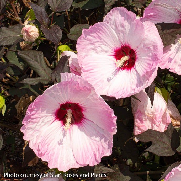 #3 Hibiscus mosc Head Over Heels &#39;Blush&#39;/  Compact Pale Pink w/ Burgundy Eye Hardy Native (TN)