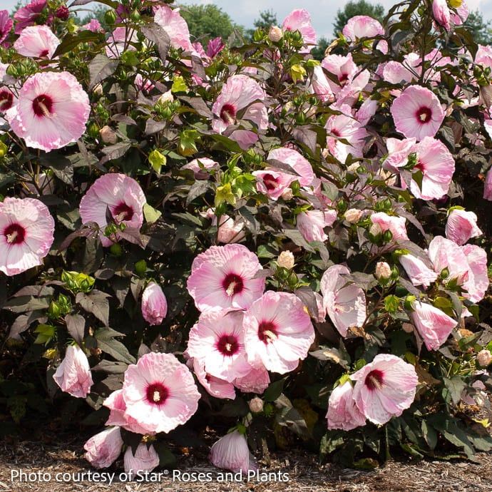 #3 Hibiscus mosc Head Over Heels &#39;Blush&#39;/  Compact Pale Pink w/ Burgundy Eye Hardy Native (TN)