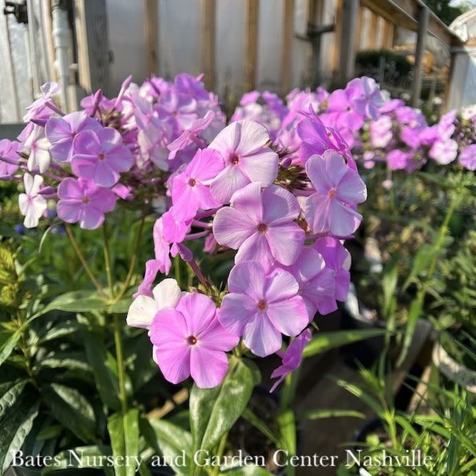 #1 Phlox pan Fashionably Early Princess/ Pink Upright Garden Native (TN)