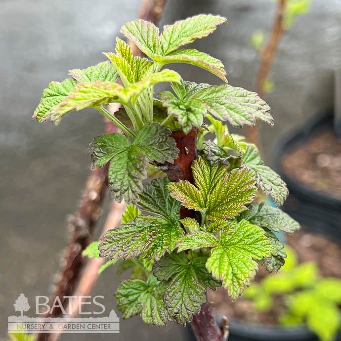 Edible #2 Rubus x Royalty Purple/ Raspberry