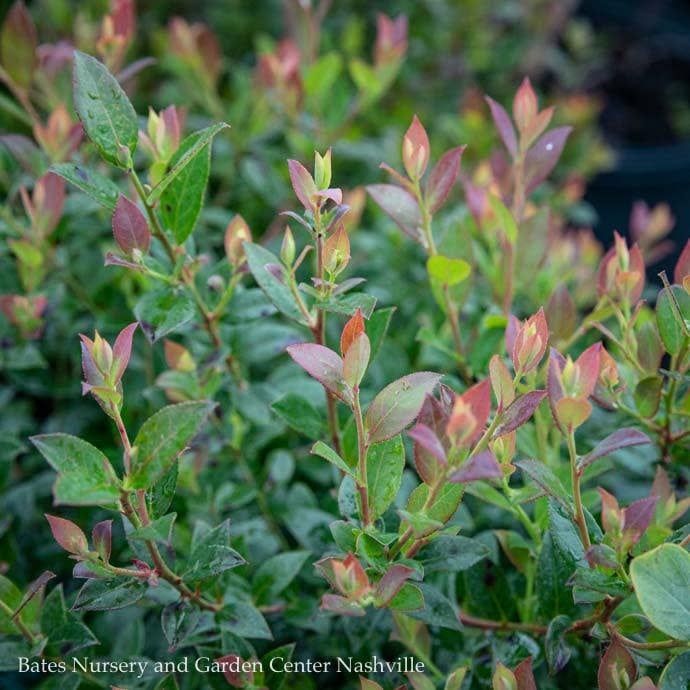 Edible #3 Vaccinium ashei Premier/ Rabbiteye Blueberry Native (TN)