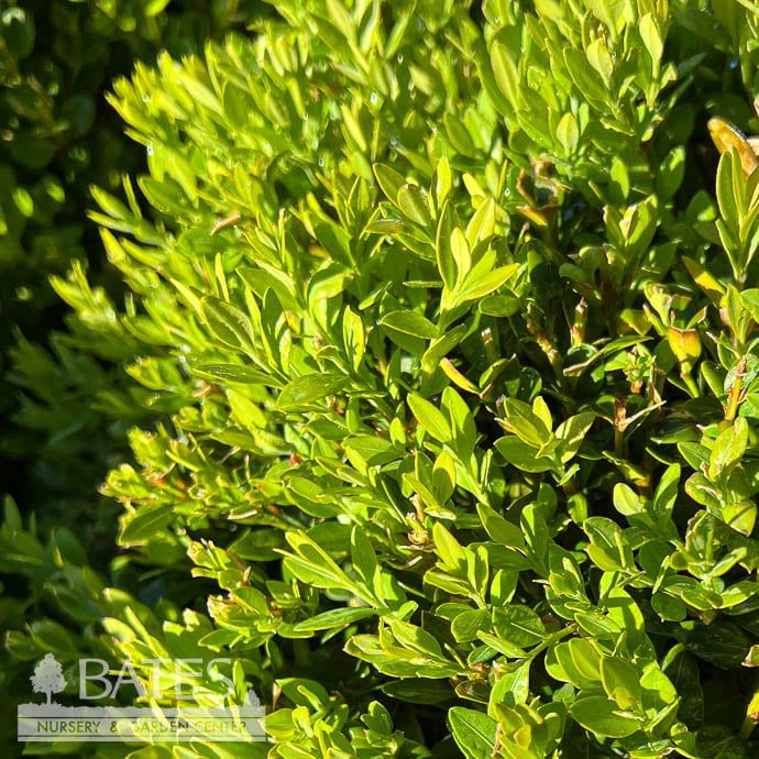 15-18&quot; Buxus x Green Mound/ Boxwood