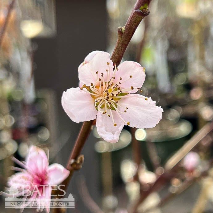Edible #5 Prunus pers Loring/ Semi-dwarf Peach