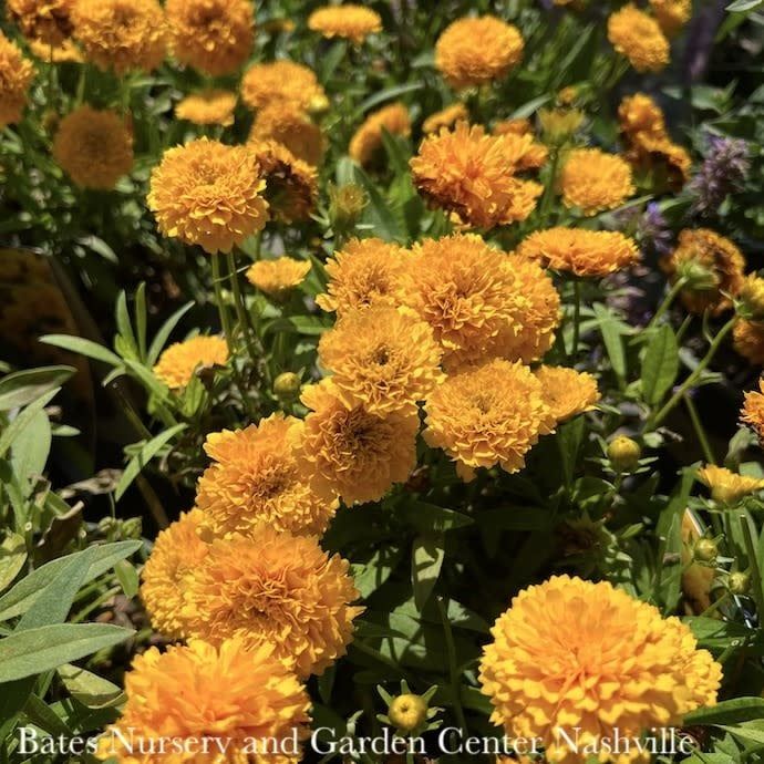 #1 Coreopsis grand Solanna &#39;Golden Sphere&#39;/ Compact Double Yellow Tickseed Native (TN)