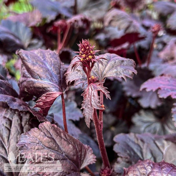 #1 Heuchera Black Sea/ Coral Bells