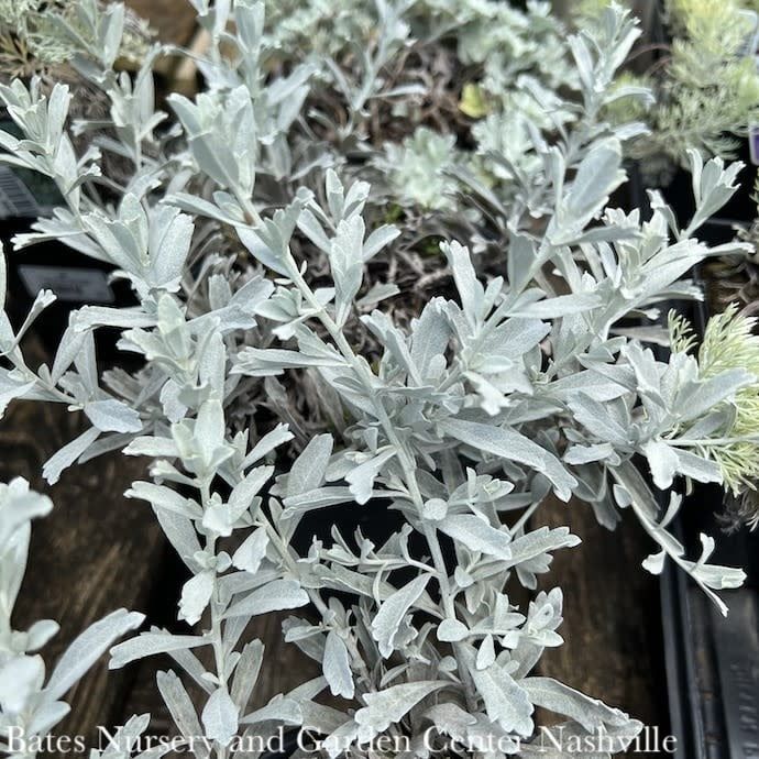 #1 Artemisia x Garden Ghost/ Wormwood