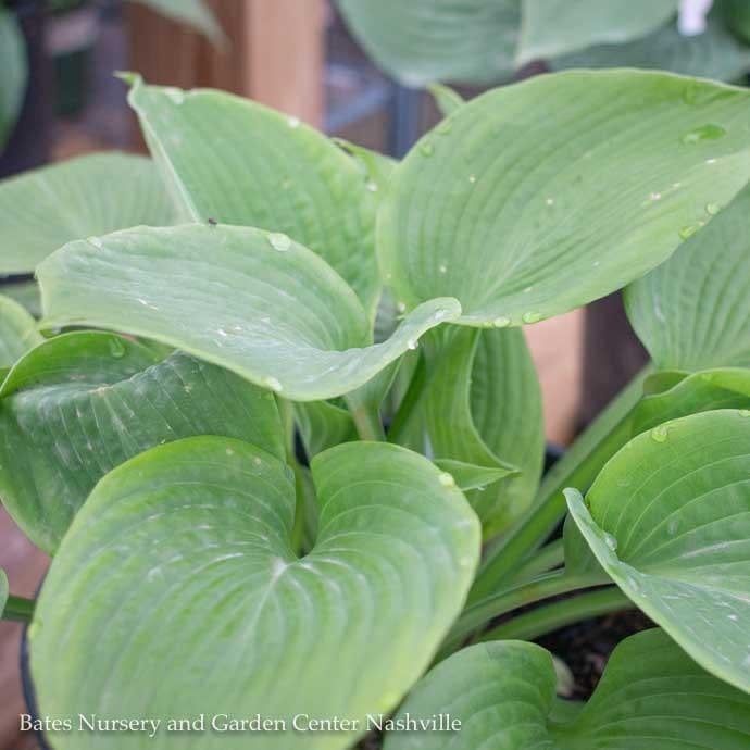 #1 Hosta Jurassic Park/ Giant Green