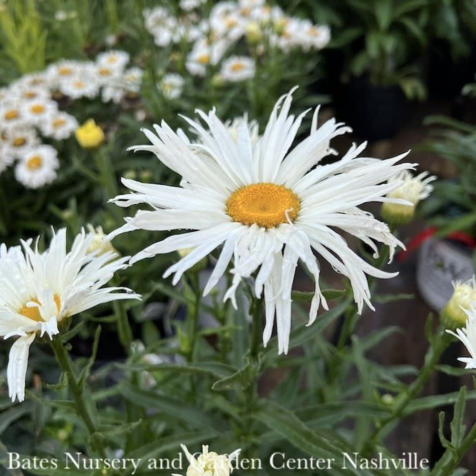#1 Leucanthemum Amazing Daisies &#39;Spun Silk&#39;/ Shasta Daisy