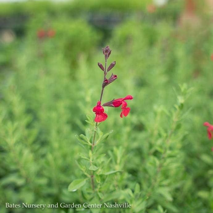 #1 Salvia greg Furman&#39;s Red/ Autumn Sage Native (R)