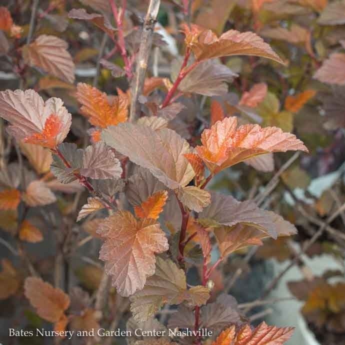 #2 Physocarpus opul PW Ginger Wine/ Ninebark Native (TN)
