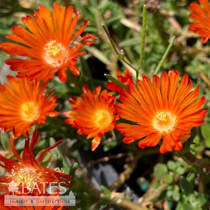 #1 Delosperma x Ocean Sunset &#39;Orange Vibe&#39;/ Ice Plant