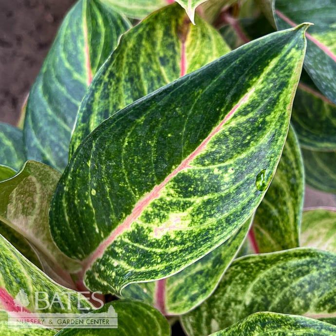 6p! Aglaonema Golden Fluorite / Chinese Evergreen /Tropical