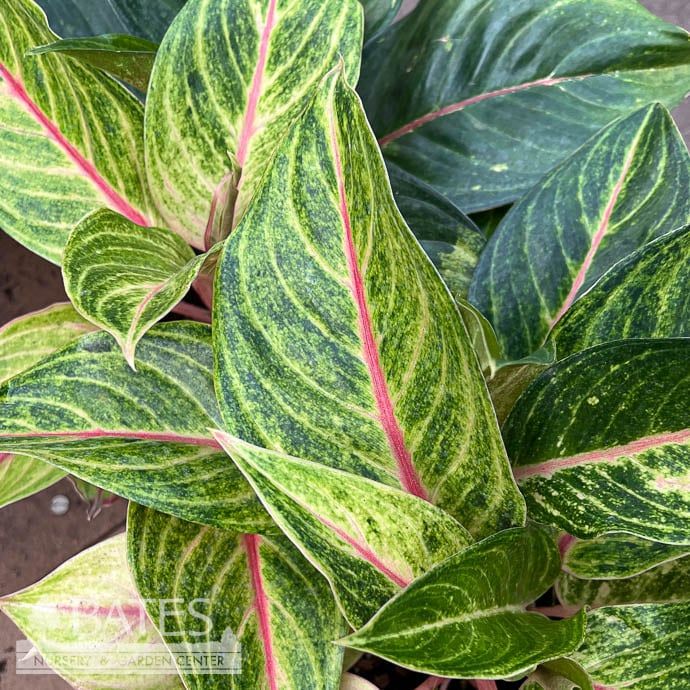 6p! Aglaonema Golden Fluorite / Chinese Evergreen /Tropical
