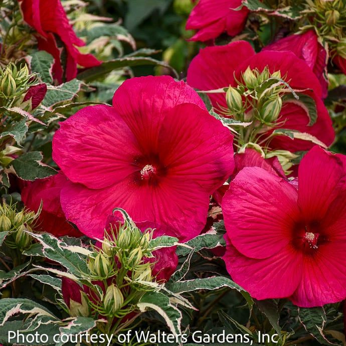 #1 Hibiscus x Summer Carnival/ Variegated Dark Pink Hardy