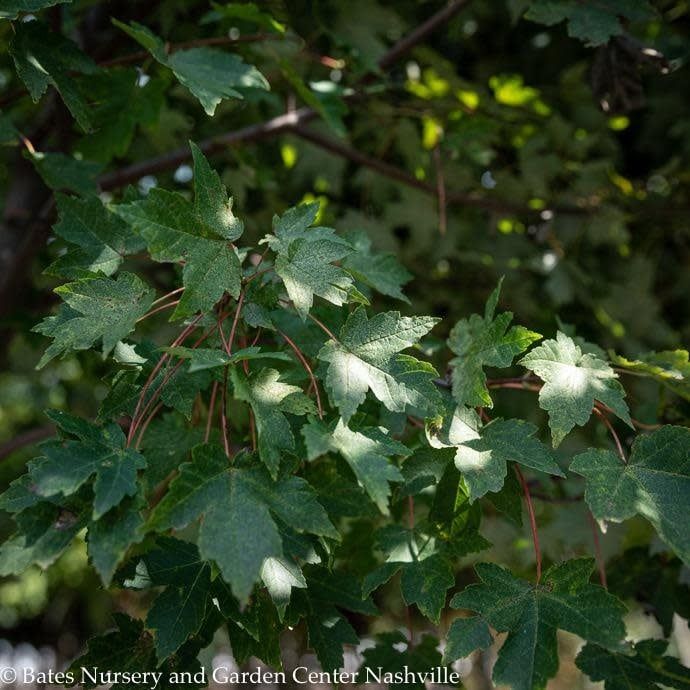 #15 Acer rub Redpointe/ Red Maple  Native (TN)