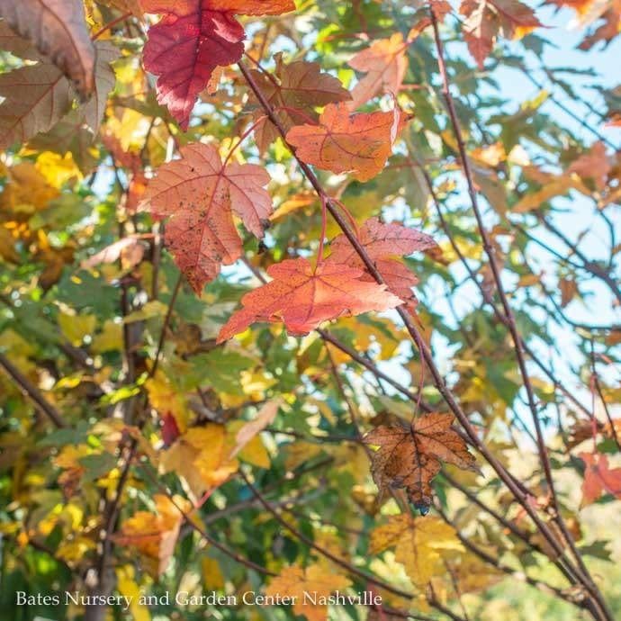 #15 Acer rub Redpointe/ Red Maple  Native (TN)