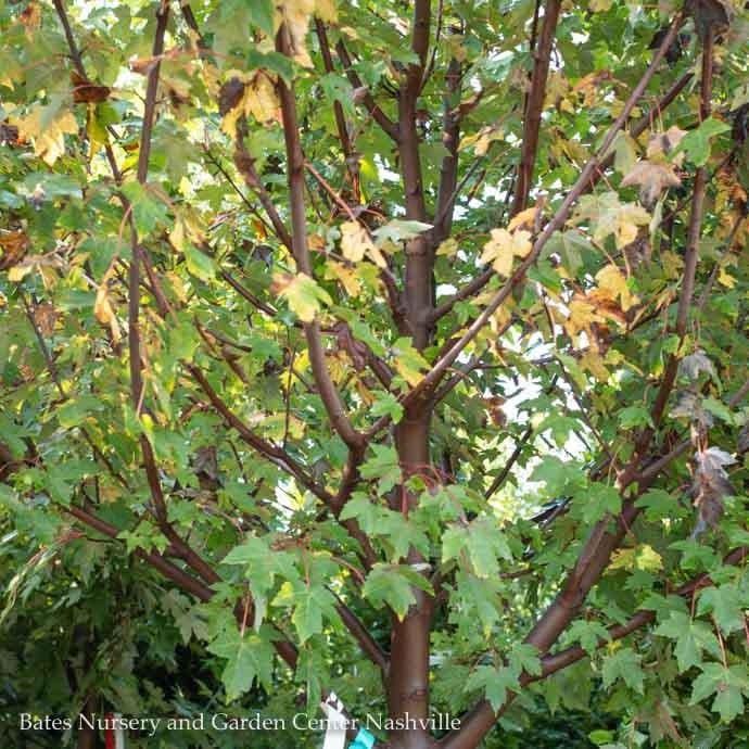 #15 Acer rub Redpointe/ Red Maple  Native (TN)