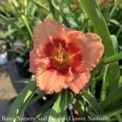 #1 Hemerocallis Strawberry Candy/ Coral Pink w/ Red Eye Repeat Daylily