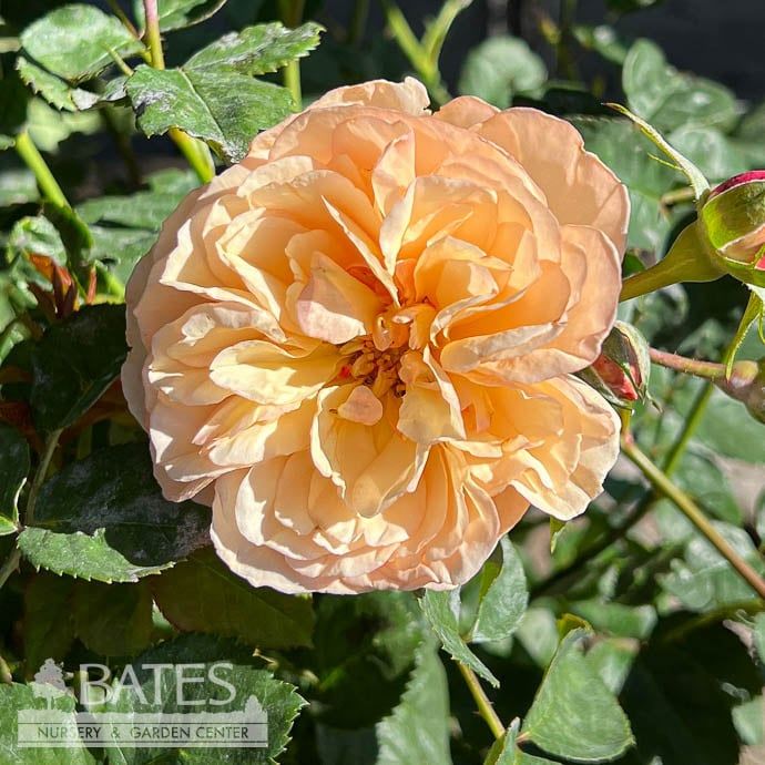 #2 Rosa x PW Flavorette &#39;Honey-Apricot&#39;/ Orange Rose
