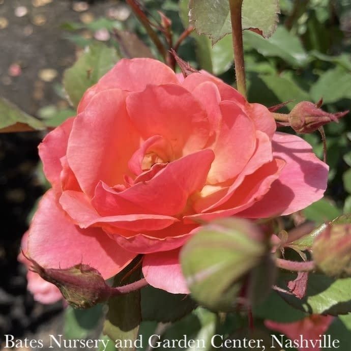 Topiary Patio Tree #5 Rosa Peachy Knock Out/ Pink w Yellow Center Rose - No Warranty