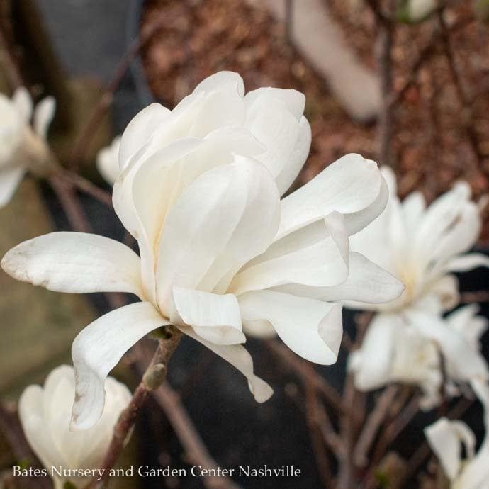 #2 Magnolia stellata Royal Star/ Deciduous White