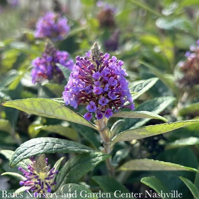 #2 Buddleia dav Dapper &#39;Lavender&#39;/ Purple Butterfly Bush