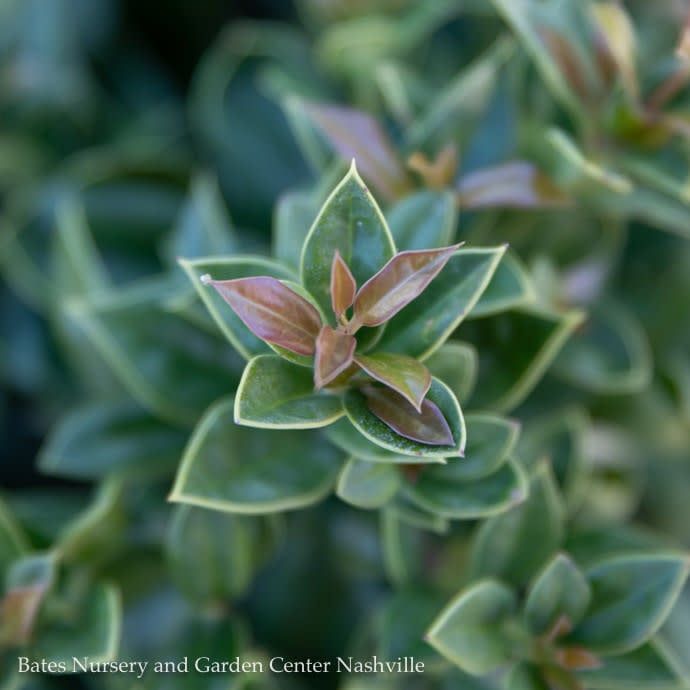 #3 Ilex corn Carissa/ Chinese Holly (female)