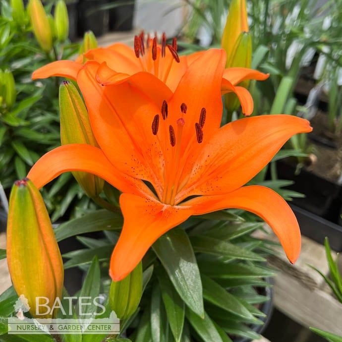 8P Lilium FantAsiatic &#39;Orange&#39;/ Asiatic Lily