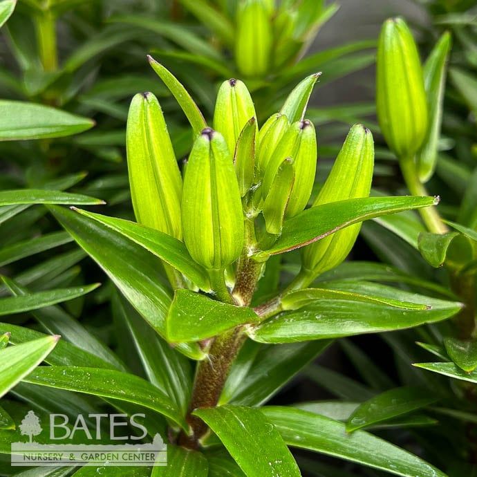 8P Lilium FantAsiatic &#39;Orange&#39;/ Asiatic Lily