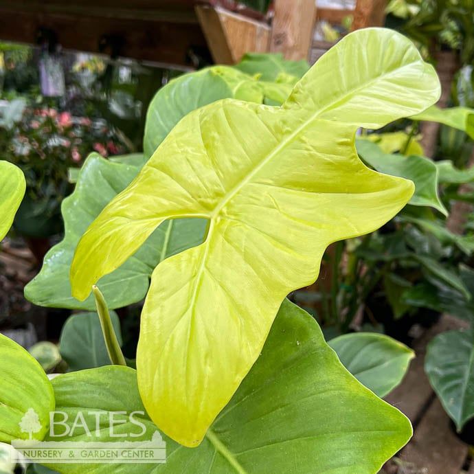 6p! Philodendron Golden Violin /Tropical