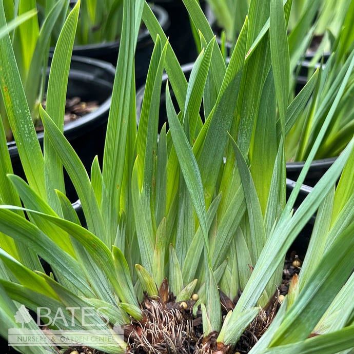 #1 Iris ensata Dinner Plate &#39;Blueberry Pie&#39;/ Purple Japanese