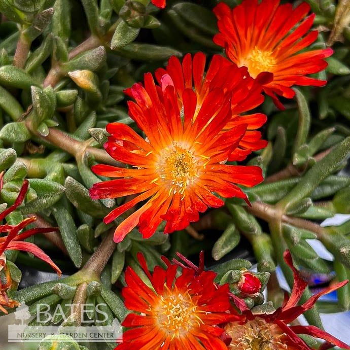 #1 Delosperma x Ocean Sunset &#39;Orange Vibe&#39;/ Ice Plant