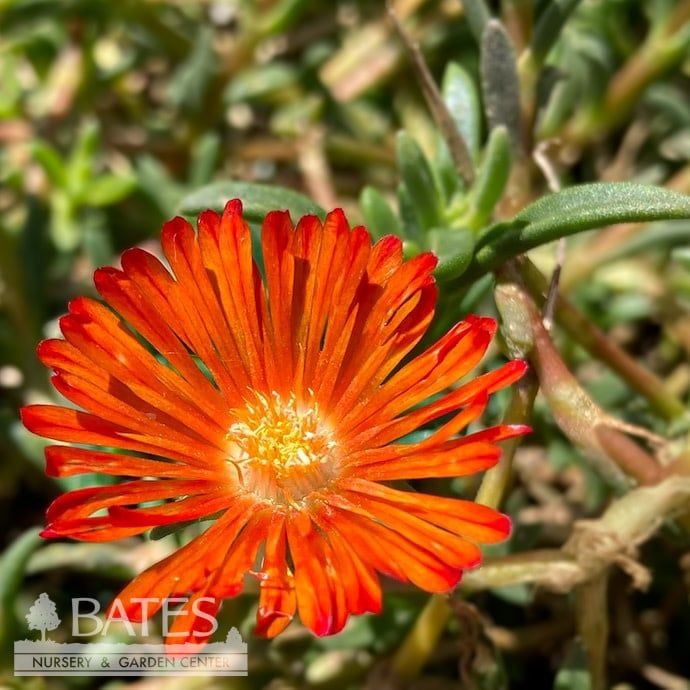 #1 Delosperma x Ocean Sunset &#39;Orange Vibe&#39;/ Ice Plant
