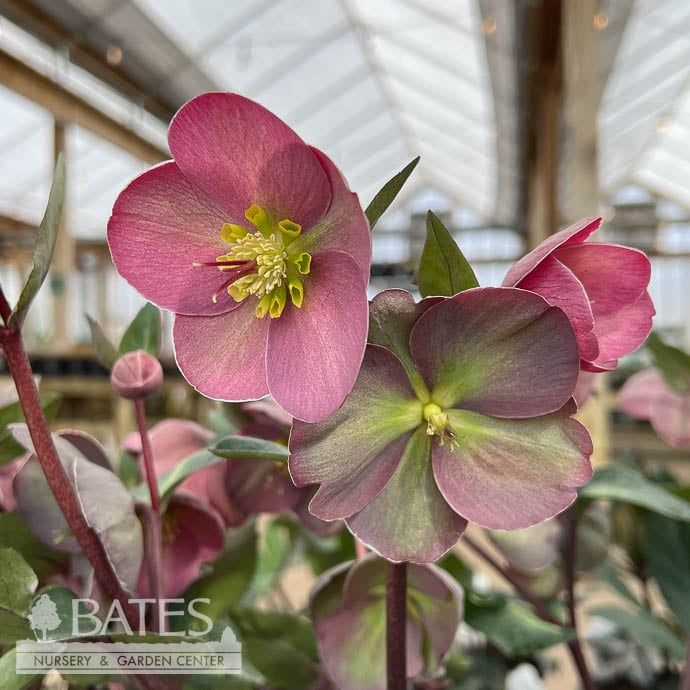 #1 Helleborus Frostkiss &#39;Pippa&#39;s Purple&#39;/ Lenten Rose