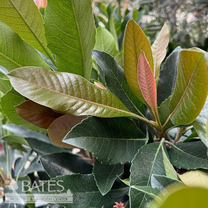 Tropical Edible #5 Eriobotrya japonica &#39;Coppertone&#39;/ Loquat - No Warranty