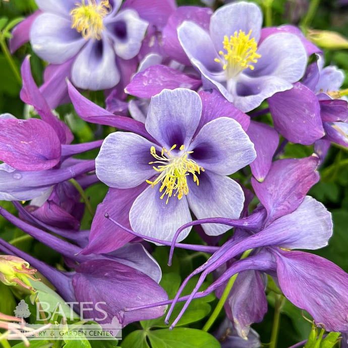 #1 Aquilegia x Earlybird Purple Blue/ Columbine