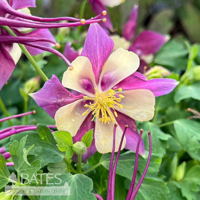 #1 Aquilegia x Earlybird Purple Yellow/ Columbine