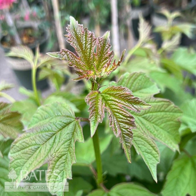 #5 Viburnum tril Wentworth/ American Cranberry Bush Native (R)