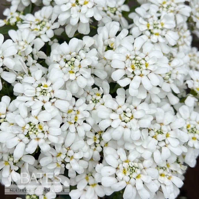 #1 Iberis semp Snowsurfer Forte/ White Candytuft