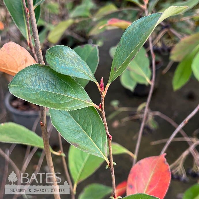 #3 Aronia melano Iroquois Beauty/ Black Chokeberry Native (TN)