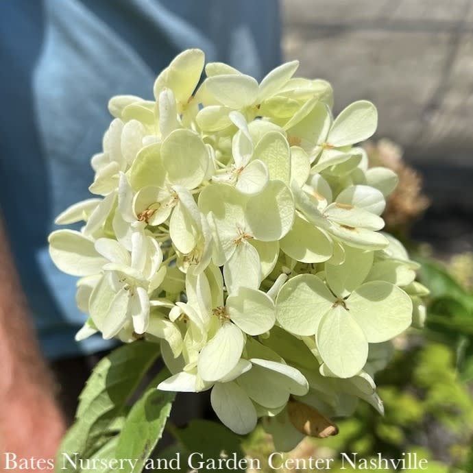 Topiary Patio Tree #5 Hydrangea Pee Gee/ White Panicle